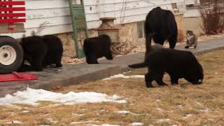 Newfoundland Puppies For Sale [upl. by Airlee410]