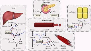 Physiology of Insulin and Glucagon [upl. by Hanikas]