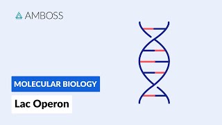 Prokaryotic Gene Regulation Lac Operon [upl. by Sibley]