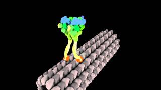 Molecular Motor Struts Like Drunken Sailor [upl. by Pack]