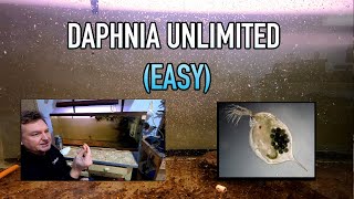 How I Raise Daphnia Water Fleas And You Can Too [upl. by Amelus848]