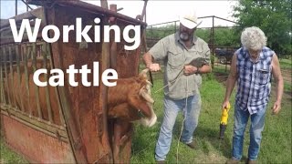 How to work cattle vaccinating cattle [upl. by Jez]