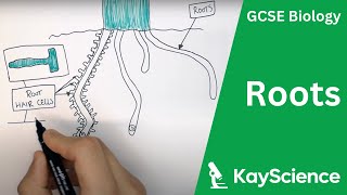 Root Adaptations  GCSE Biology  kaysciencecom [upl. by Ernestus]