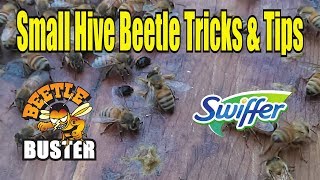 Small Hive Beetle Tips amp Tricks  Hive Beetle Management [upl. by Hasila845]