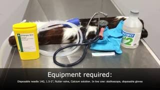 Hypocalcaemia in cattle intravenous IV injection practical [upl. by Josefa881]