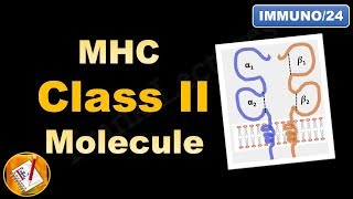 MHC Class II molecule  Structure and Role FLImmuno24 [upl. by Peter]