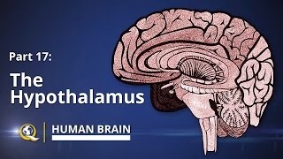 Hypothalamus  Human Brain Series  Part 17 [upl. by Ytirahs]