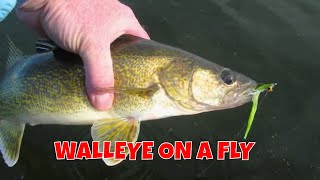 Walleye on a Fly [upl. by Camfort]