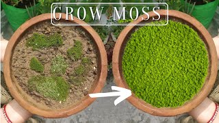 How to Propagate Your Own Moss In Containers  Plantivore [upl. by Ddat]