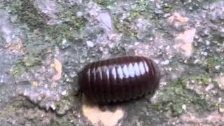 Giant Rollie Pollie  Thailand Updated Video Available [upl. by Jelle205]