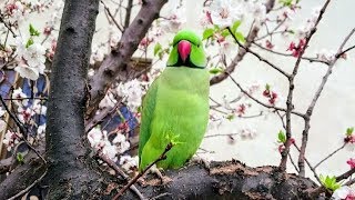 Parrot Whistling on Tree [upl. by Naujaj794]