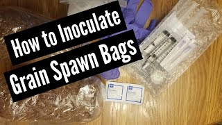 How to Inoculate Grain Spawn Bags [upl. by Notlrak]