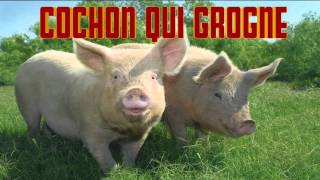 COCHON qui GROGNE CRI du COCHON  Verso del maiale  PIG sound [upl. by Myrtie424]