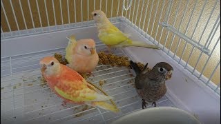 Bird Focus  Bourkes Parakeet  Diet Breeding and Colours [upl. by Naval]