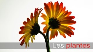 Les plantes  Minute Science [upl. by Katlin]