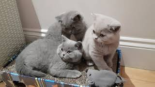 British Shorthair kittens  10 weeks Old [upl. by Dana]