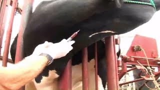 intravenous injection technique in cattle [upl. by Enilekcaj165]