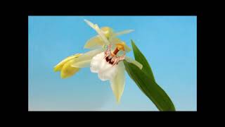 Coelogyne marmorata orchid [upl. by Yusem636]