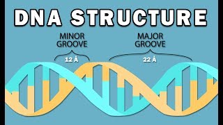 STRUCTURE OF DNA [upl. by Revlys]