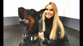 THE DOBERMAN  FULLY TRAINED PROTECTION DOG [upl. by Bogey]