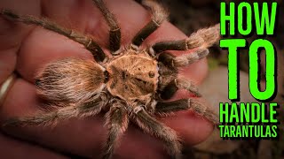 Top 10 Tarantulas To Handle How To Hold a Spider [upl. by Siraj]