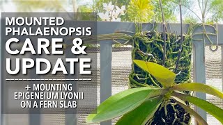 MOUNTED PHALAENOPSIS ON FERN SLAB UPDATE  How To Mount An Orchid  Mounting Epigeneium Lyonii [upl. by Nylear675]