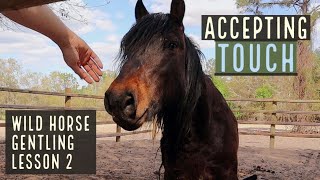 Touch  Wild Horse Gentling  Lesson 2 [upl. by Dion]