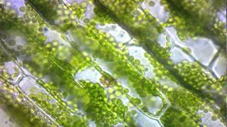 elodea cytoplasmic streaming [upl. by Eetse]