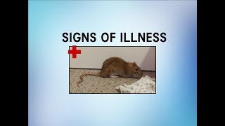 Signs of Illness in Rats [upl. by Anyalram]