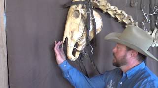 Bits Bridles and Physiology of the Horses Head [upl. by Florette]