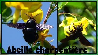 Xylocopa sp    Apidae  Abeilles charpentières  ParisFrance  31082017 [upl. by Burtie]