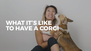 What its like to own a CORGI • Corgi Facts [upl. by Kindig]