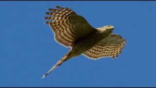 Sparrowhawk Bird Call Bird Song [upl. by Moe]