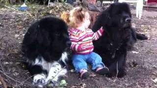 Toddler amp 270 lbs of Newfoundlands [upl. by Notnad]