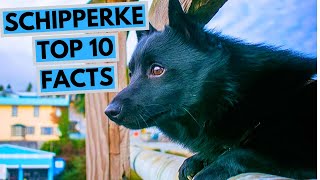 Schipperke  TOP 10 Interesting Facts [upl. by Malachy]