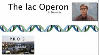 Operon [upl. by Conn]