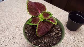 How to grow a Coleus Plant from a clipping  Donna Joshi [upl. by Nohsreg]