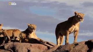 Gang de Lions Documentaire animalier [upl. by Tani]