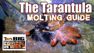 Tarantula Molting Guide  Signs of Premolt [upl. by Meldon130]