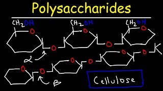 Polysaccharides  Starch Amylose Amylopectin Glycogen amp Cellulose  Carbohydrates [upl. by Andryc698]