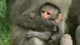 Cute Baby Vervet Monkies Playing  Cheeky Monkey  BBC Studios [upl. by Oaks992]