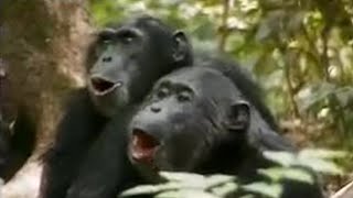 Chimps vs Red Colobus Monkeys  BBC Studios [upl. by Odnomra]