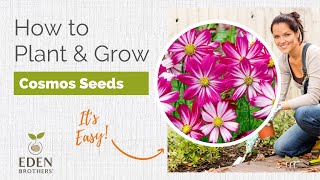 Cosmos  How to Grow Cosmos [upl. by Ateloiv163]