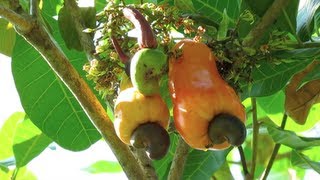 Cashew Tree in Costa Rica  Raw Cashew Fruits and Cashew Apples [upl. by Sedgewake857]