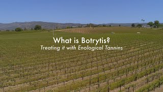 What is Botrytis Treating it with Enological Tannins [upl. by Lodi]