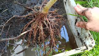 How To Growing from Root Cutting Paulownia Tomentosa  Kiri Tree  Empress Tree with Results [upl. by Marney56]