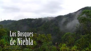 Qué son los bosques de niebla  TvAgro por Juan Gonzalo Angel [upl. by Nitsirhc]