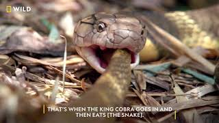 Meet the King Cobra  WorldSnakeDay  Nat Geo Wild [upl. by Crocker499]