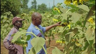 Farming with Conservation Agriculture in Kenya [upl. by Nohshan]