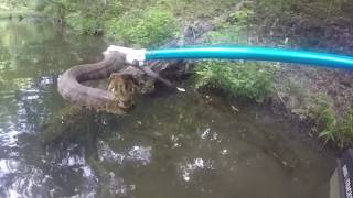 Catching a water moccasin  cottonmouth [upl. by Ariahay]